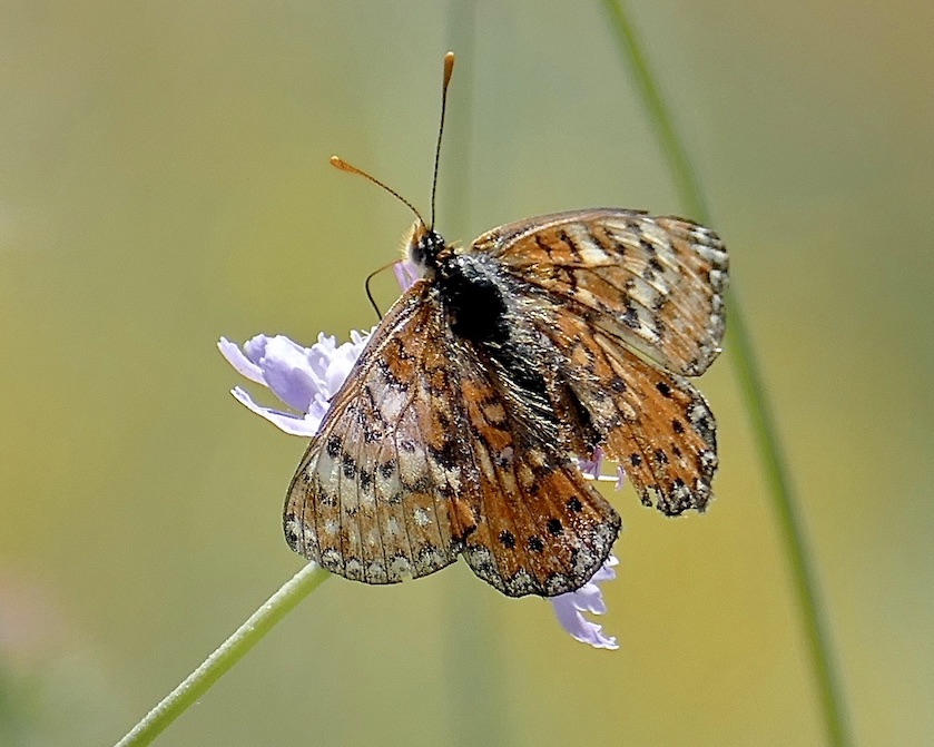 Spanish fritillary